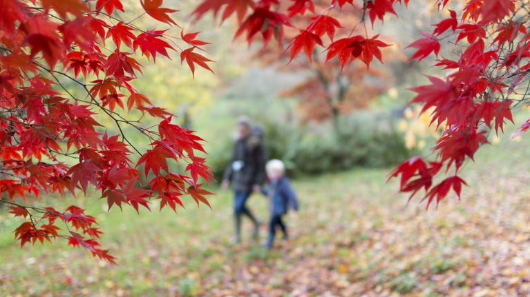 Parent and child walking at Winkworth in Autumn